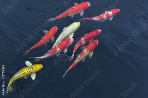 Japanese koi fish eight carps are swimming vigorously, red, golden, white. in water