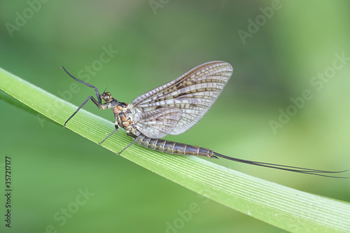 Ephemera vulgata, a species of mayfly in the genus Ephemera, also commonly called as Canadian soldier, shadfly or fishfly © Henri Koskinen