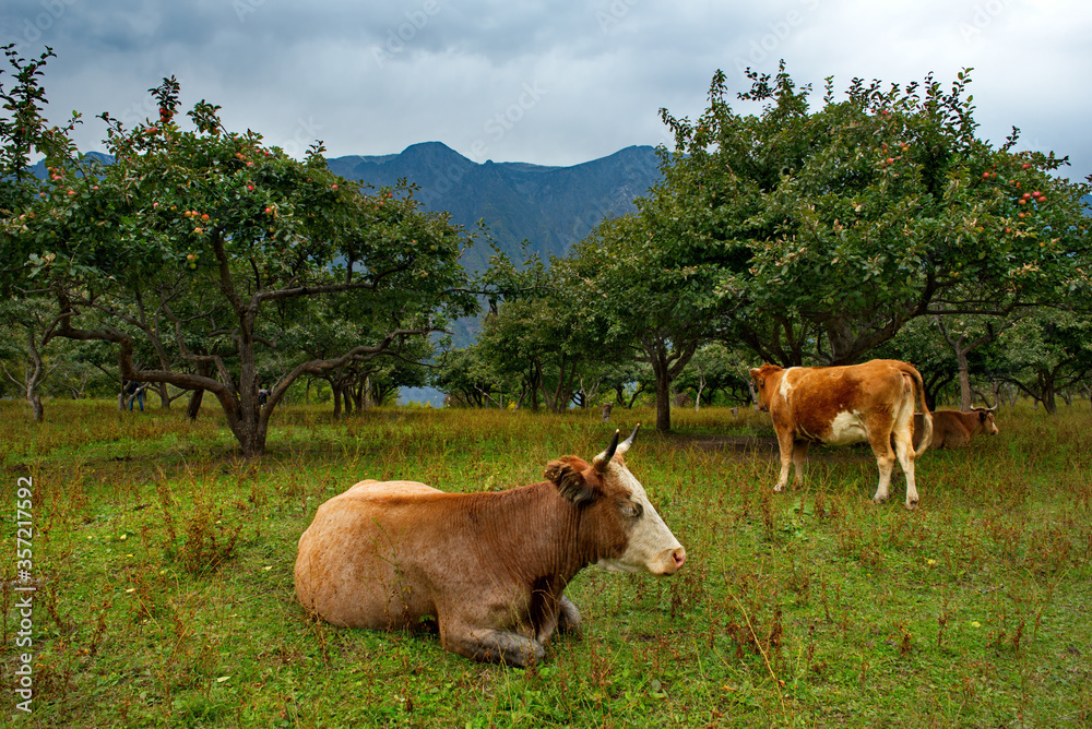 Russia. South Of Western Siberia, Mountain Altai. Cows grazing peacefully on the territory of the famous orchard with Apple trees and apricots on the shore of lake Teletskoye. Russia. South Of Western Siberia, Mountain Altai. Cows grazing peacefully on the territory of the famous orchard with Apple trees and apricots on the shore of lake Teletskoye.