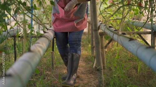  Farmer is walking tomatoes in the garden,Harvesting tomato,sunlight agriculture farm field harvest garden nutrition organic