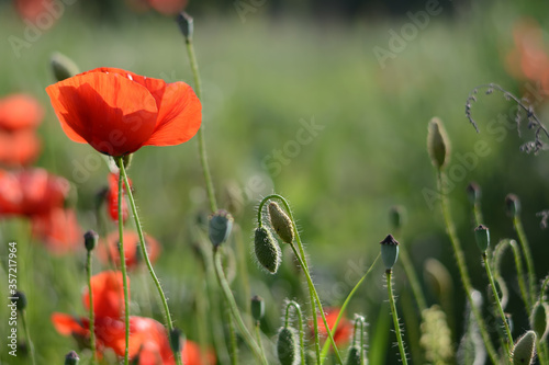 Red poppy flowers in green meadow blurred background in the light of the setting sun. Summer blurred background with poppies growing in field