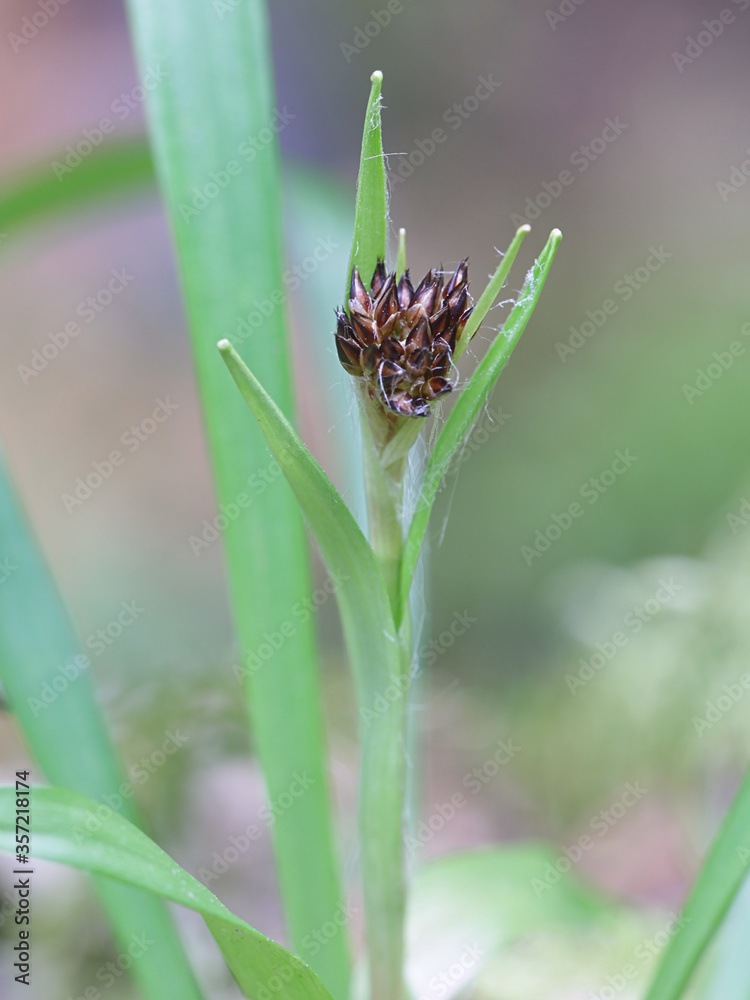 Fototapeta premium Luzula pilosa, known as the hairy wood-rush, wild plant from Finland