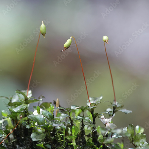 Rhizomnium magnifolium, a leafy moss with spore capsules in the family Mniaceae, photo