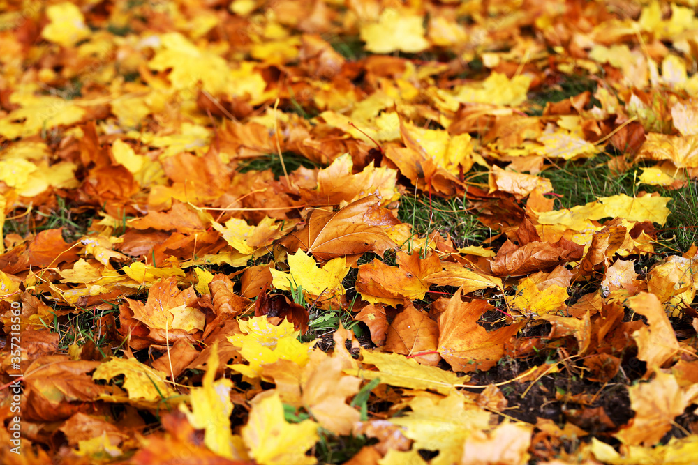 Background group autumn yellow leaves, selective focus, as a background for your project. Background group autumn yellow leaves, selective focus, as a background for your project.