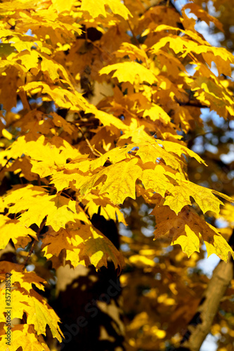 Background group autumn yellow leaves, selective focus, as a background for your project.