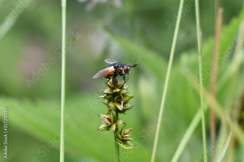 Raupenfliege, Gymnosoma rotundatum, mit gelben Bereichen am Hinterleib auf Segge photo