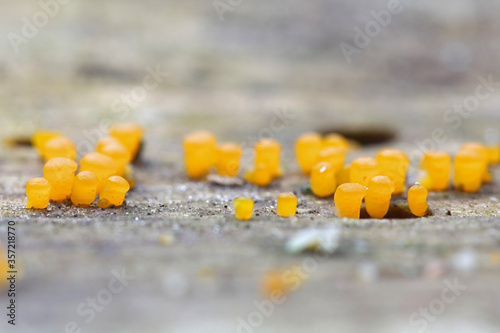 Dacrymyces capitatus, jellyspot fungus from Finland photo