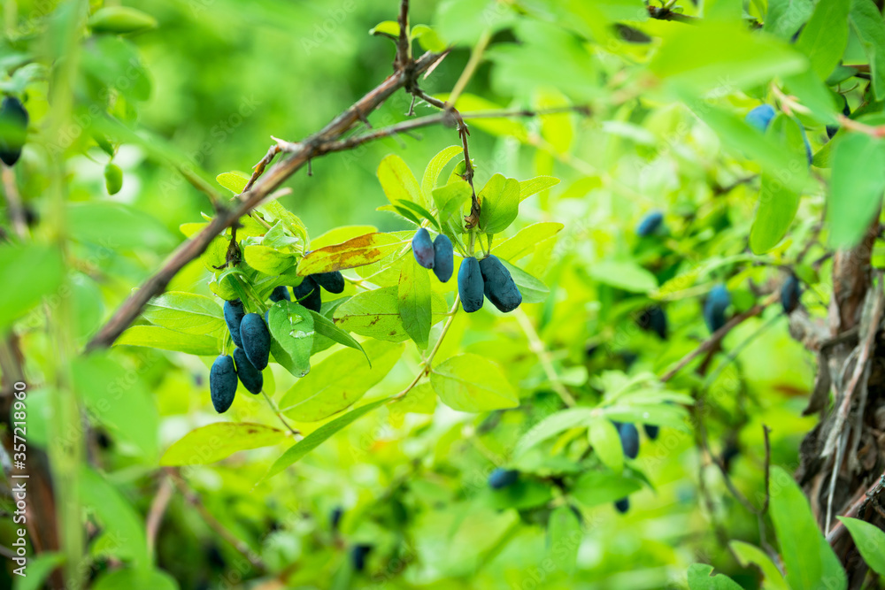 Ripe honeysuckle berries on the bush. Selective focus. Shallow depth of field.
