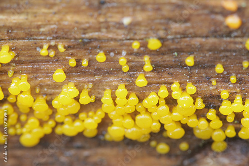 Dacrymyces capitatus, a jellyspot fungus from Finland photo