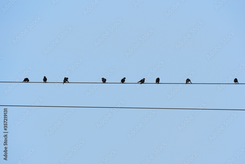 Small birds silhouette on electric wire. Small birds silhouette on electric wire.