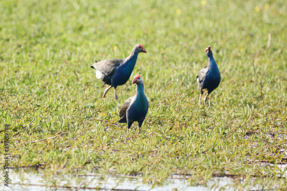Purple Swamphen on the grass Purple Swamphen on the grass