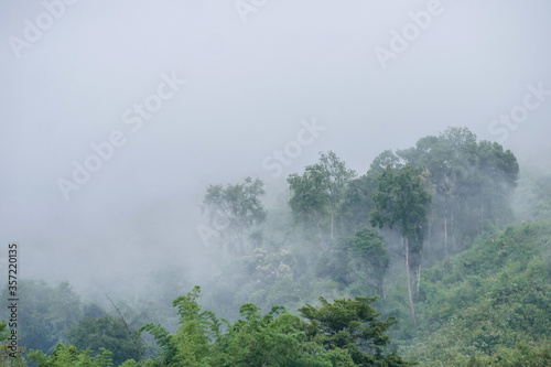 misty morning in the forest © Boonchok