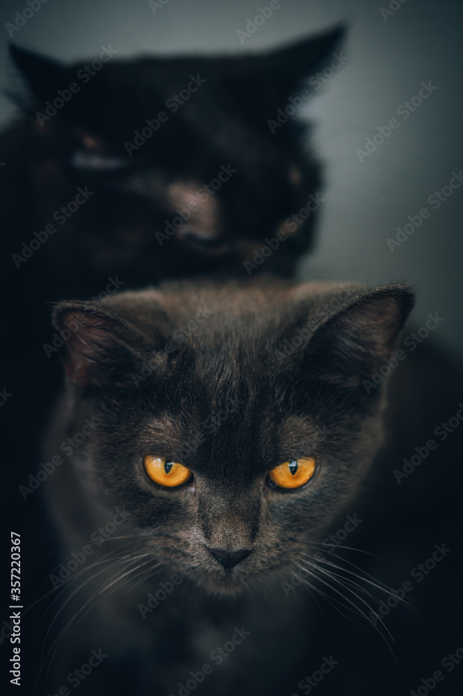 Close-up detail portrait of two cute black cats with orange eyes resting at home