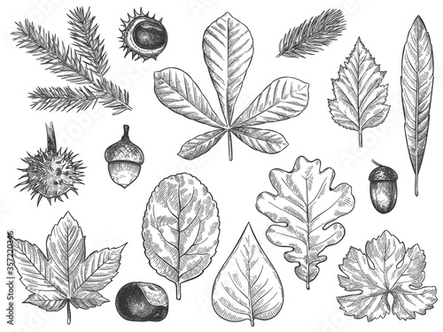 Sketch fall leaves. Outlined autumn forest plants foliage such as october oak, acorn and chestnut, maple leaf vintage hand drawn etch vector rustic set isolated on white background.