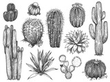 Sketch cactus. Hand drawn wild succulents, prickly desert plants, agave, saguaro and prickly pear blooming vintage black and white cactuses set on white background engraving vector illustration.
