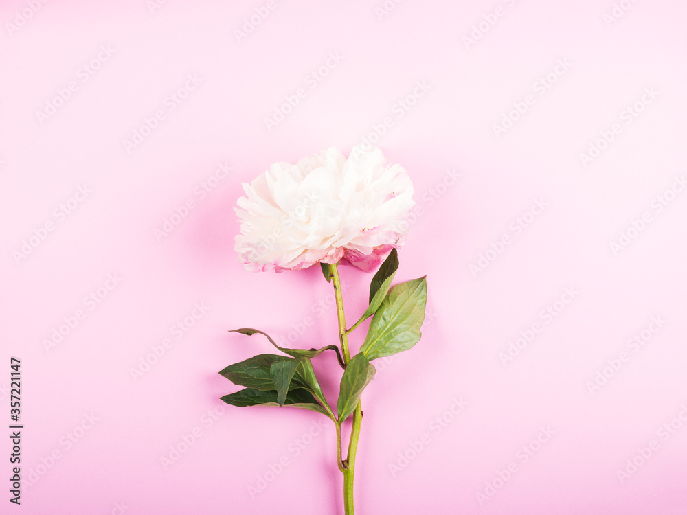 Beautiful white peony on pink background. Flat lay