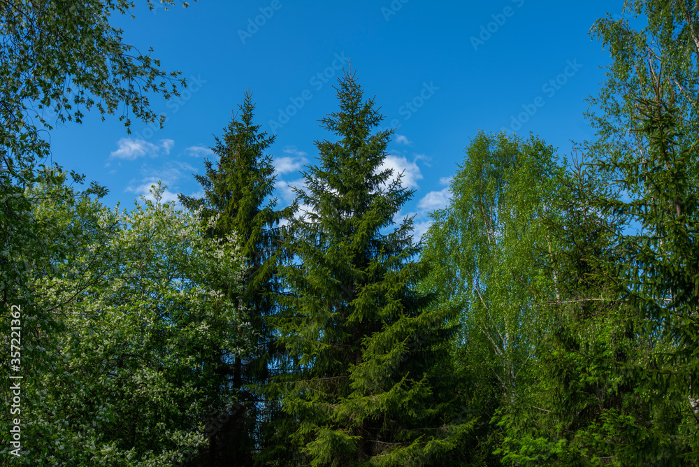 Forest landscape in sunny day. Green summer forest and bright blue sky. Nature. Forest landscape in sunny day. Green summer forest and bright blue sky. Nature.