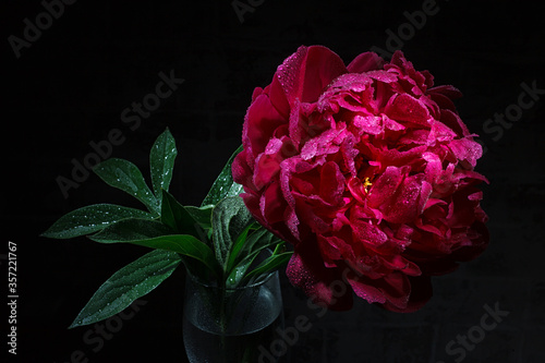 Fototapeta Naklejka Na Ścianę i Meble -  Large red peony flower with green leaves in drops of water in a glass against a dark background