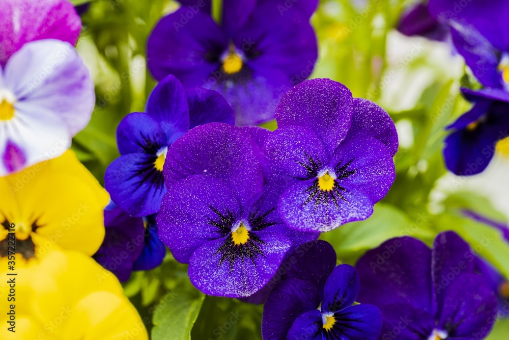 Close up colorful view of flowers pansies isolated on background. Gorgeous nature backgrounds.