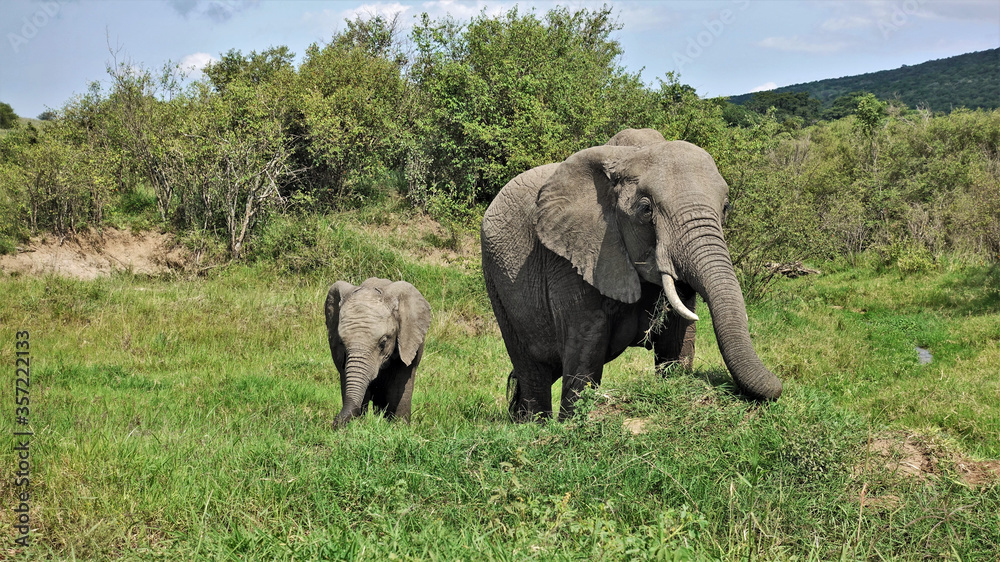 Fototapeta premium Mom elephant and her baby graze peacefully on the green grass in the Masai Mara Park, Kenya. Wrinkled gray skin, trunk, tusks, large ears, a bunch of grass in the mouth are clearly visible. 