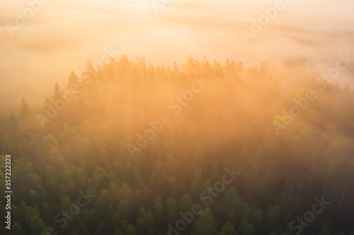 Misty forest in morning sunlight