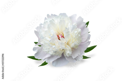 Fototapeta Naklejka Na Ścianę i Meble -  white peony flower isolated on white