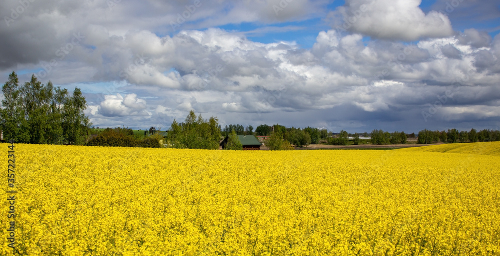 Concept image. Yellow field rapeseed in bloom with blue sky and white clouds. Peaceful nature. Beautiful background.