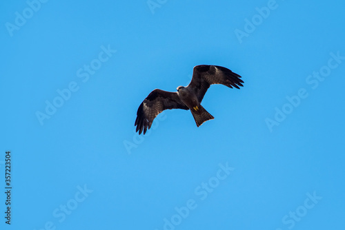 raptor flying in a blue sky