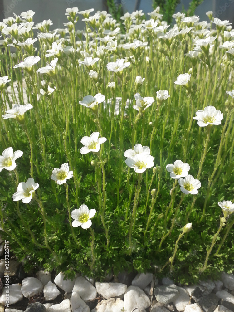 Mossy Saxifrage blooming with white flowers. Saxifraga arendsii. The soil is covered with small white stones. Photo taken from the side.
