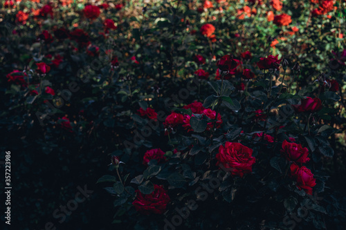 Red roses grow in the ground © Nariman