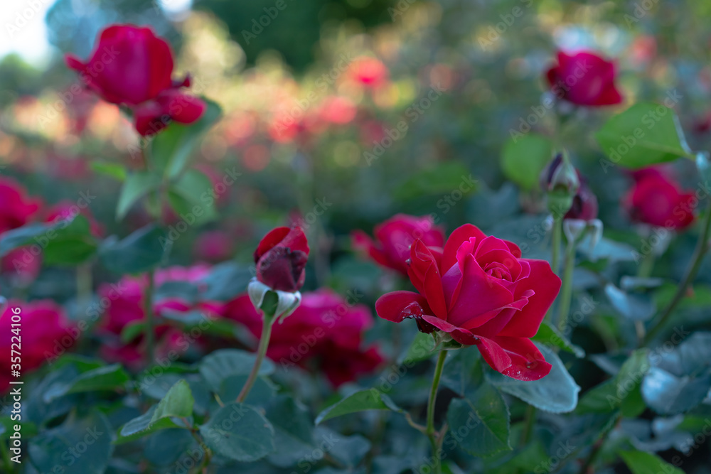 Glade of growing and blooming roses