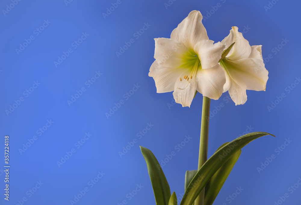 Amaryllis (Hippeastrum) Galaxy Group Amaryllis (Hippeastrum) Galaxy Group