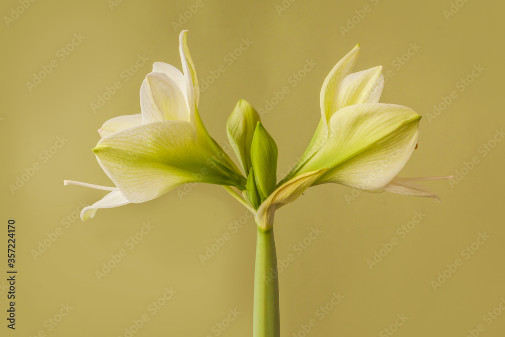 Fototapeta premium Hippeastrum (amaryllis) Galaxy Group 
