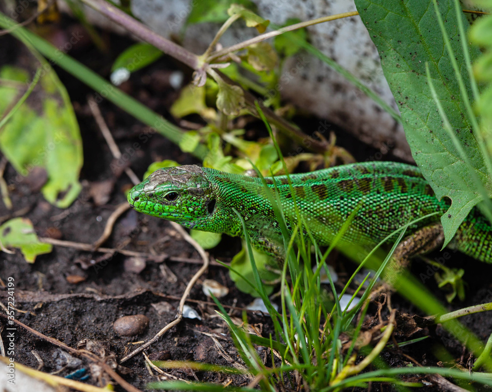 Beautiful green lizard in the natural environment Beautiful green lizard in the natural environment