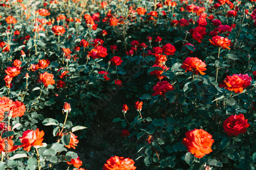 Growing red roses growing in the ground.