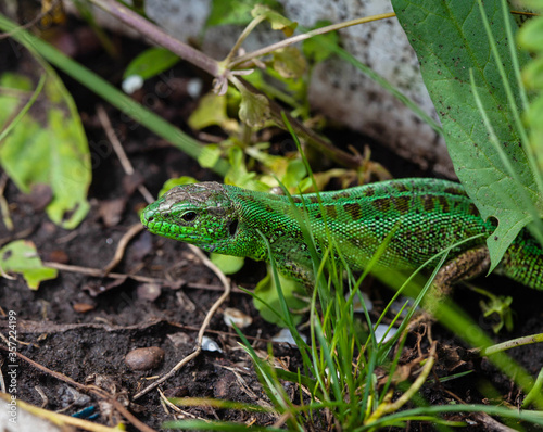 Beautiful green lizard in the natural environment