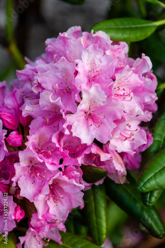 Flowering bush of pink rhododendron