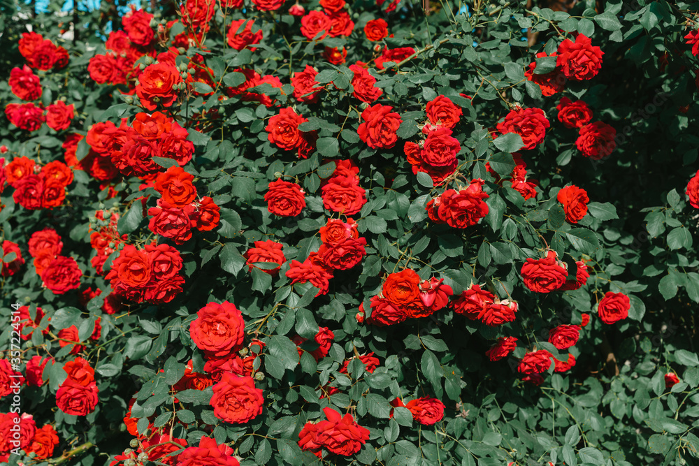 Flowering bush of red roses Flowering bush of red roses