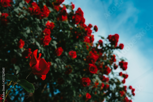 Red rose bush with many flowers