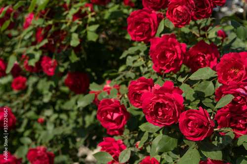 Red rose bush with blooming buds