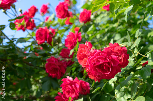 Bush of a red growing and blooming rose