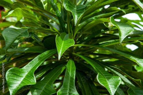 Green leaves of the tropical plant Frangipani Trees  Genus Plumeria 