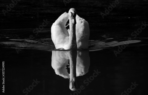 Ein weißer Schwan posiert im See und spiegelt sich auf der Wasserobfläche