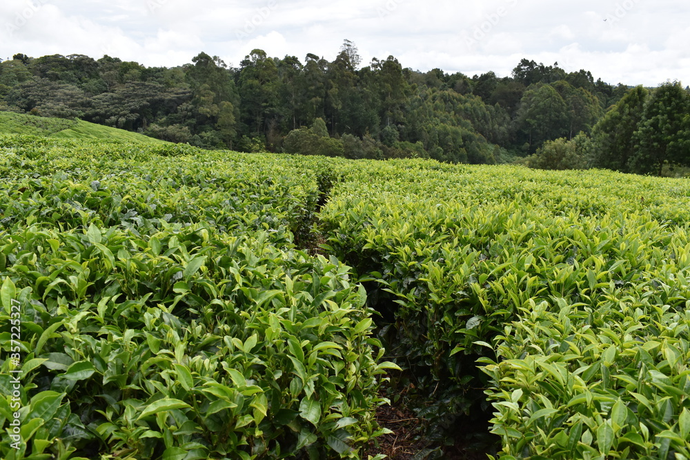 Path in a Tea Farm 