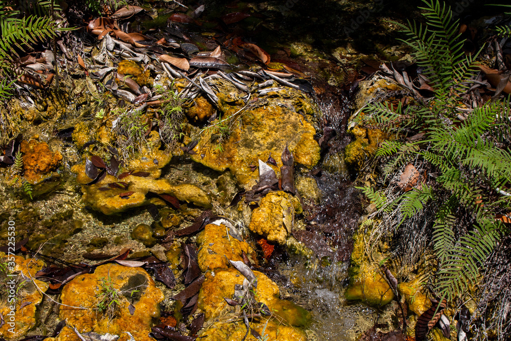 Texture of algae floating on the water surface with the little stream. 