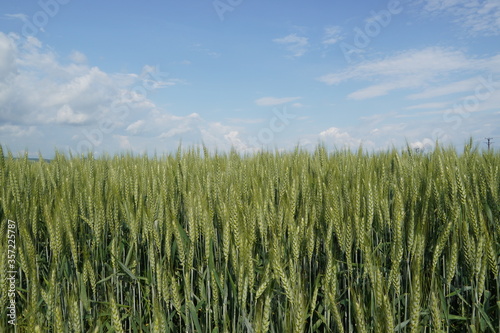 Wheat fields 