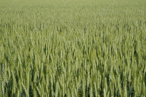 Wheat fields 