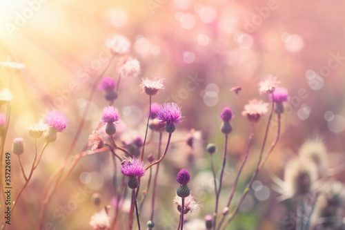 Beautiful flowering, blooming thistle (burdock) in meadow, purple flowers lit by sun rays - beautiful nature 