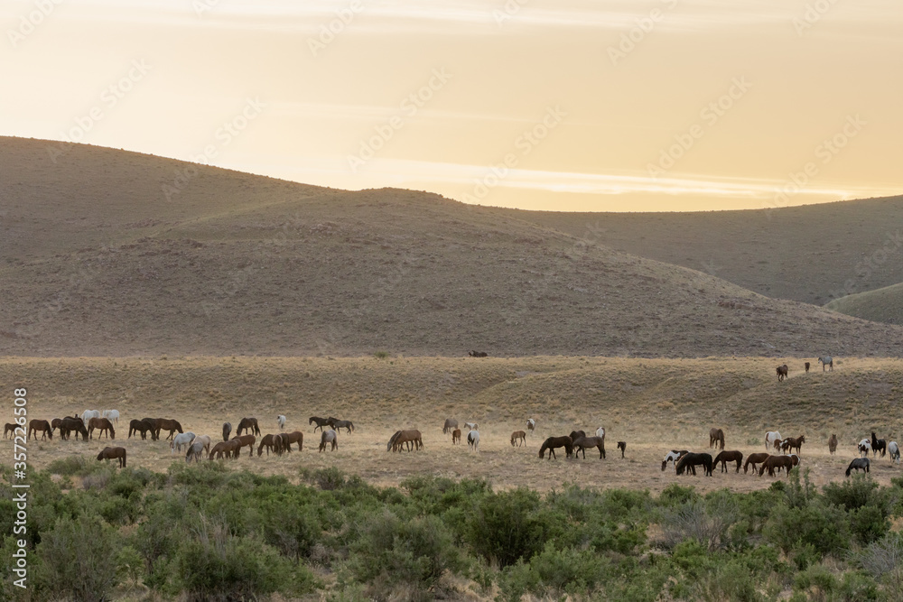 Wild Horses in the Utah Desert