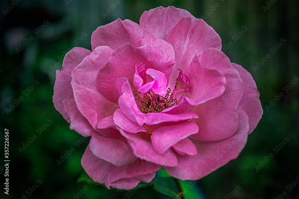 pink rose flower